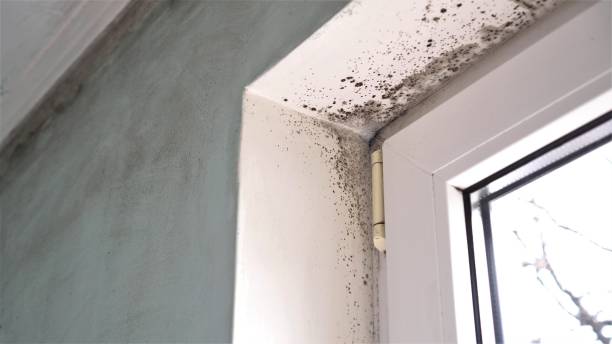 Best Attic Mold Removal  in Baker City, OR