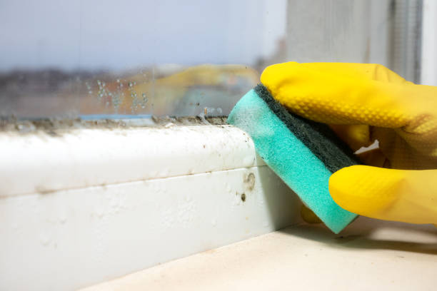 Mold Removal and Inspection in Baker City, OR