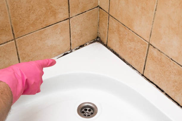 Mold Removal Process in Baker City, OR