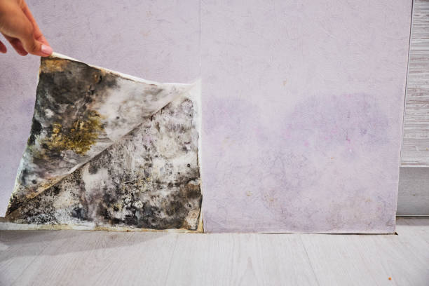 Baker City, OR Mold Removal Company